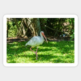 Walking American Ibis Sticker